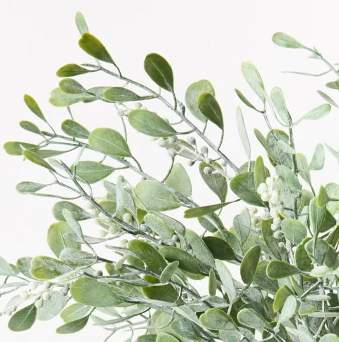 Boxwood Berry Bush - Grey Green