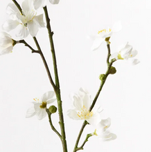 Cherry Blossom - White