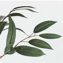 Eucalyptus Long Leaf Spray - Grey Green
