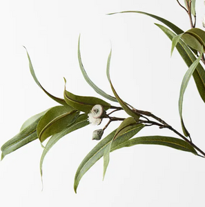 Eucalyptus Pod Flowering - White