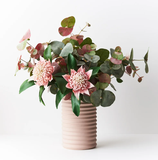 Eucalyptus Silver Dollar Bush