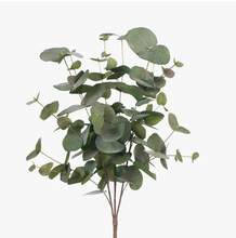 Eucalyptus Silver Dollar Bush