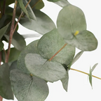 Eucalyptus Silver Dollar Bush