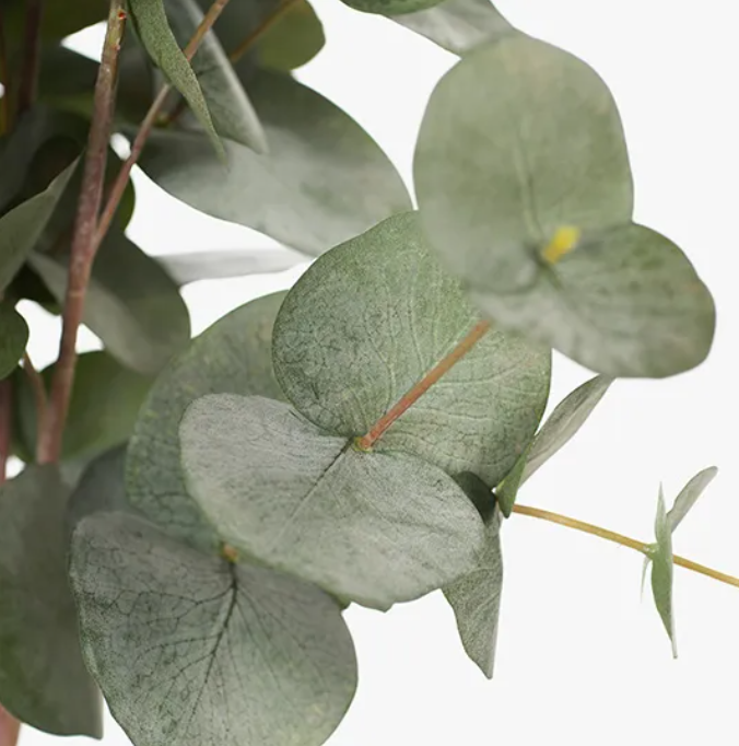 Eucalyptus Silver Dollar Bush
