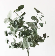 Eucalyptus Silver Dollar Bush