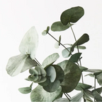 Eucalyptus Silver Dollar Bush