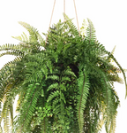 Fern Mixed Ball Hanging