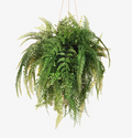 Fern Mixed Ball Hanging