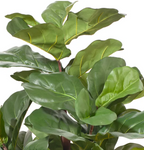 Fiddle Leaf Fig Tree