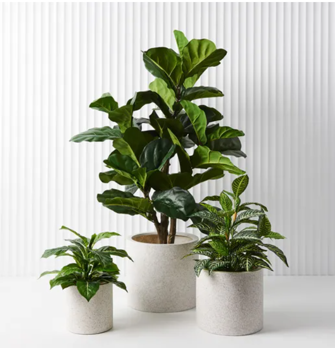 Fiddle Leaf Fig Tree