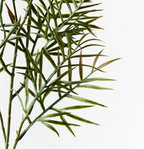 Grevillea Leaf Spray