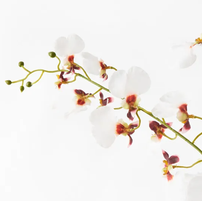 Orchid Dancing - White