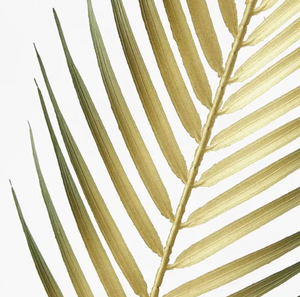 Palm Phoenix Leaf