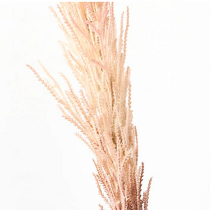 Plume Grass - Pink
