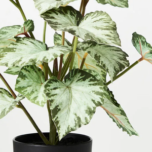 Potted Begonia