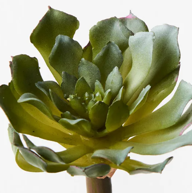 Succulent - Grey