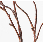 Twig Curly Willow Spray