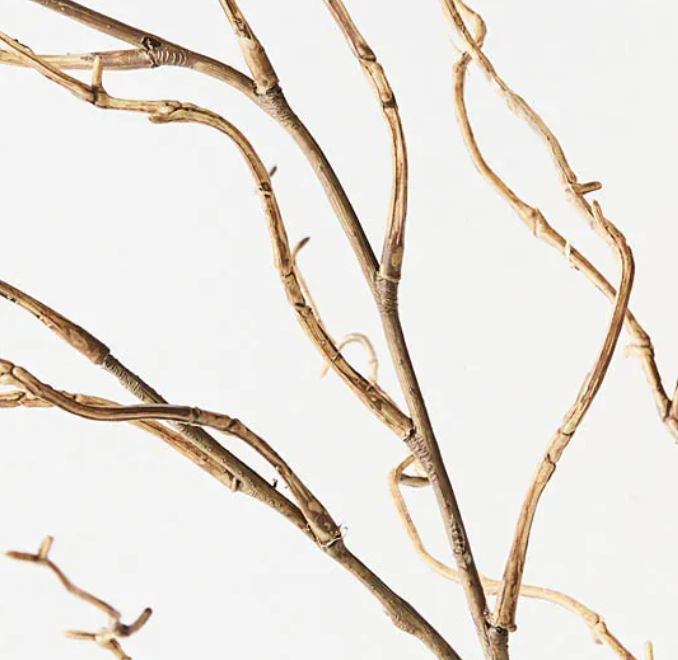 Twig Curly Willow Spray