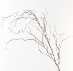 Twig Curly Willow Spray