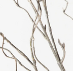 Twig Curly Willow Spray