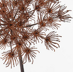 Allium - Coffee