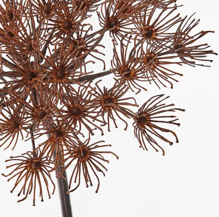 Allium - Coffee