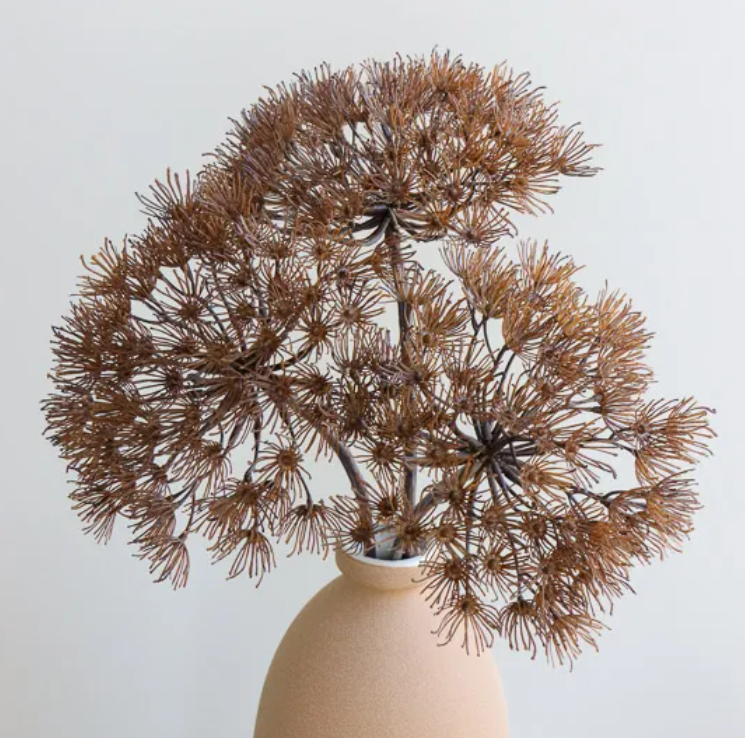 Allium - Coffee