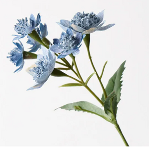 Astrantia Spray - Dark Blue