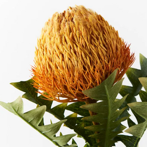 Banksia Acorn - Orange