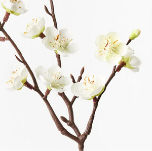 Blossom Plum - White