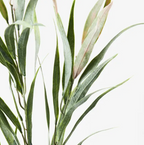 Eucalyptus Long Leaf Spray - Green
