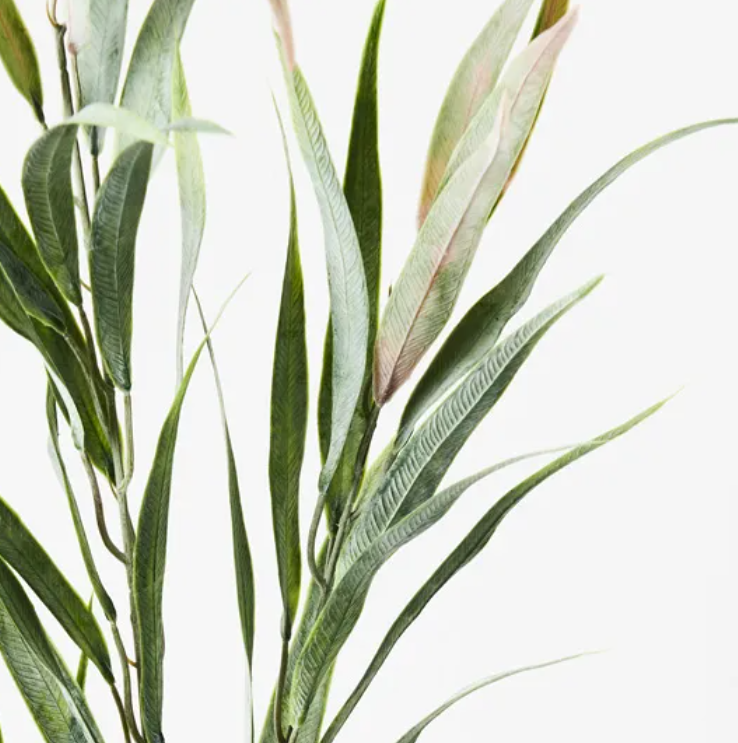 Eucalyptus Long Leaf Spray - Green