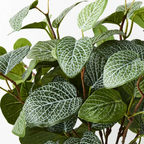 Fittonia Bush - Green