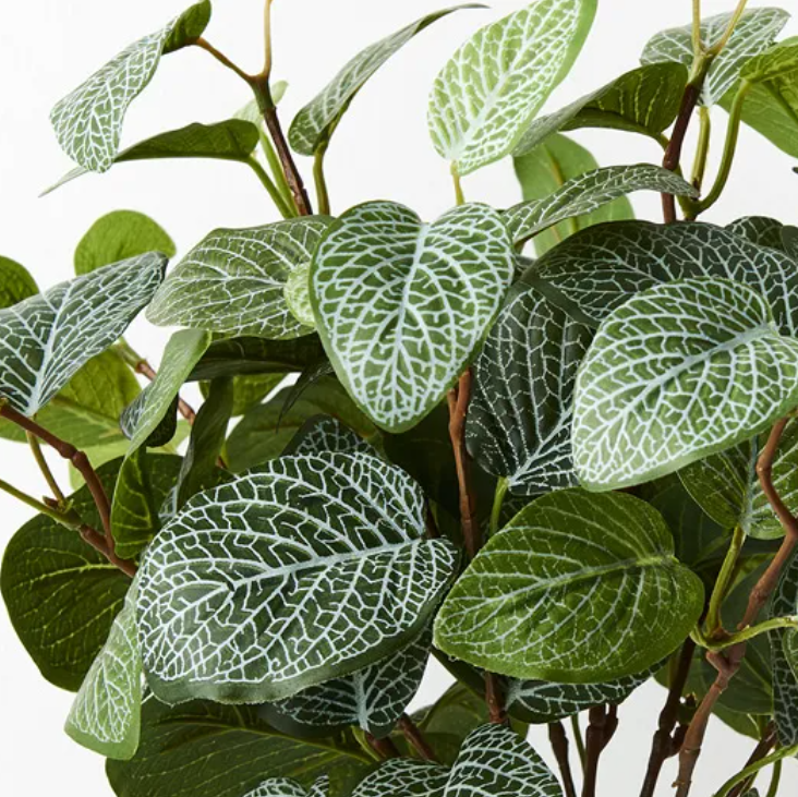 Fittonia Bush - Green