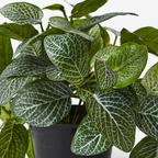 Fittonia Hanging Bush in Pot - Green
