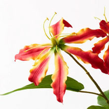 Lily Gloriosa Spray - Red/Orange
