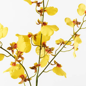 Orchid Dancing - Yellow