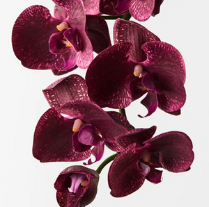 Orchid Phalaenopsis Spray - Burgandy