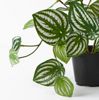 Peperomia in Pot - Green