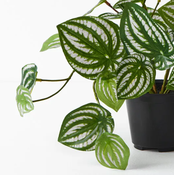 Peperomia in Pot - Green