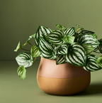 Peperomia in Pot - Green