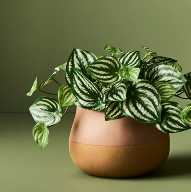Peperomia in Pot - Green
