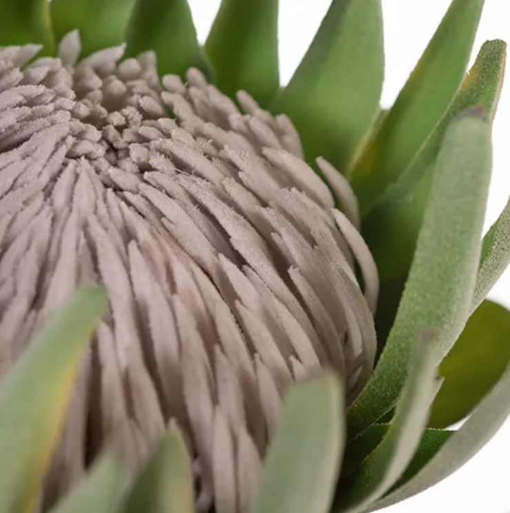 Protea King - Green