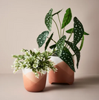 Ruscus Bush - Grey/White