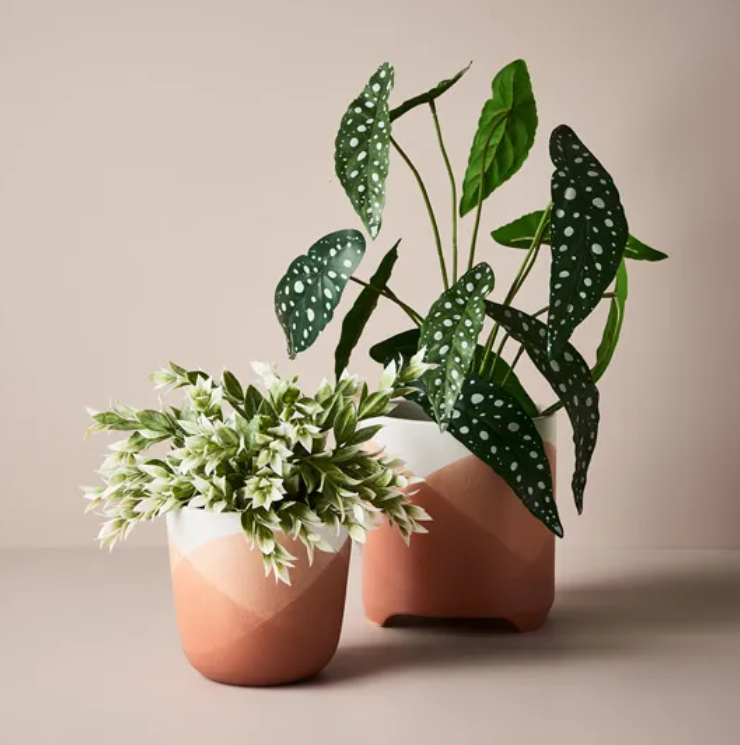Ruscus Bush - Grey/White