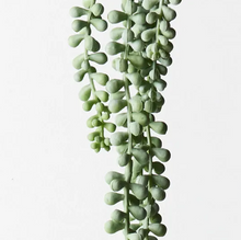 String of Pearls Hanging Bush - Grey/Green