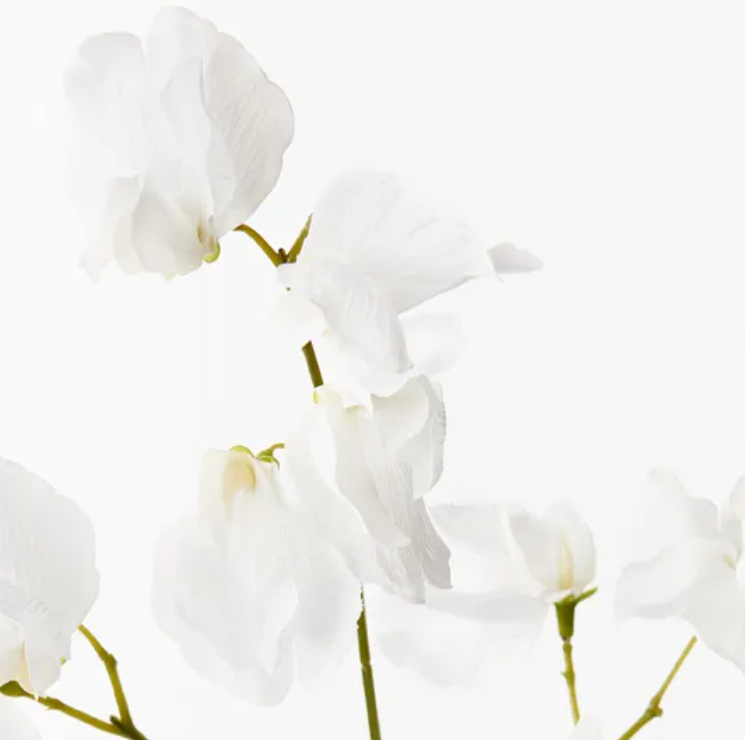 Sweet Pea Spray - Winter White
