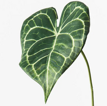 Syngonium Batik Leaf - Green