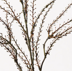 Twig Coral Spray - Brown