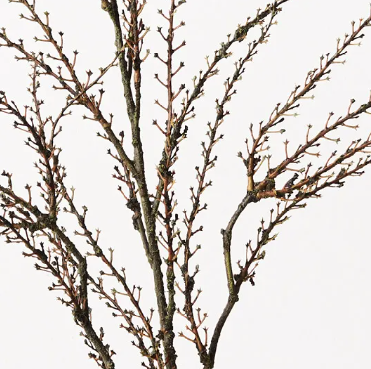 Twig Coral Spray - Brown